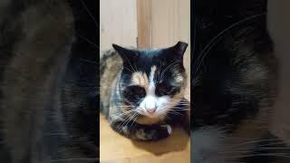 またまた外に出たいらしいので、少し開ける少し前の様子。 #猫 #shorts
