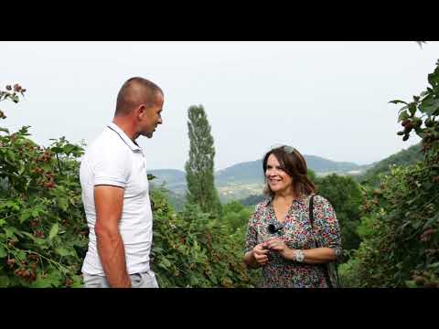 Srpski domaćin ep. 78 05.08.2021. Stave, Suvodanje, Veroljub Stanić, voćarstvo