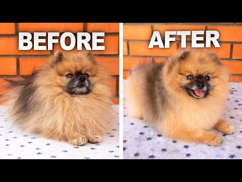 Incredible Transformation: GROOMING the POMERANIAN SPITZ at HOME