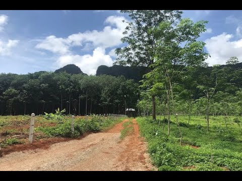 Over 8 Rai of Land for Sale in Khao Thong, Krabi - Close to Water Activities Area