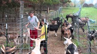 preview picture of video 'Goat Milk Stuff. Breeding season fall 2013, Scottsburg, Indiana.'