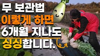 전문가가 알려주는 무우 싱싱하게 오래 보관하는법 겨울무 보관법 무 저장법