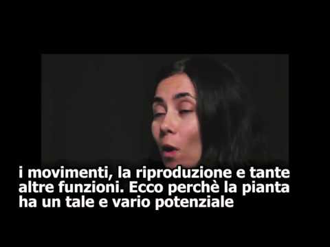 YOUHEMP  ///  Come fa la Cannabis a curare il Cancro?