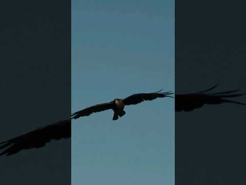 An Eagle flies and screams loudly, king of the sky, amazing sound.
