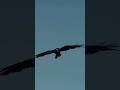 An Eagle Flies And Screams Loudly King Of The Sky Amazing Sound