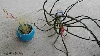 How to Care For A Blooming Air Plant