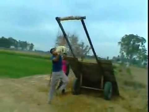 Funny dog hang up in air