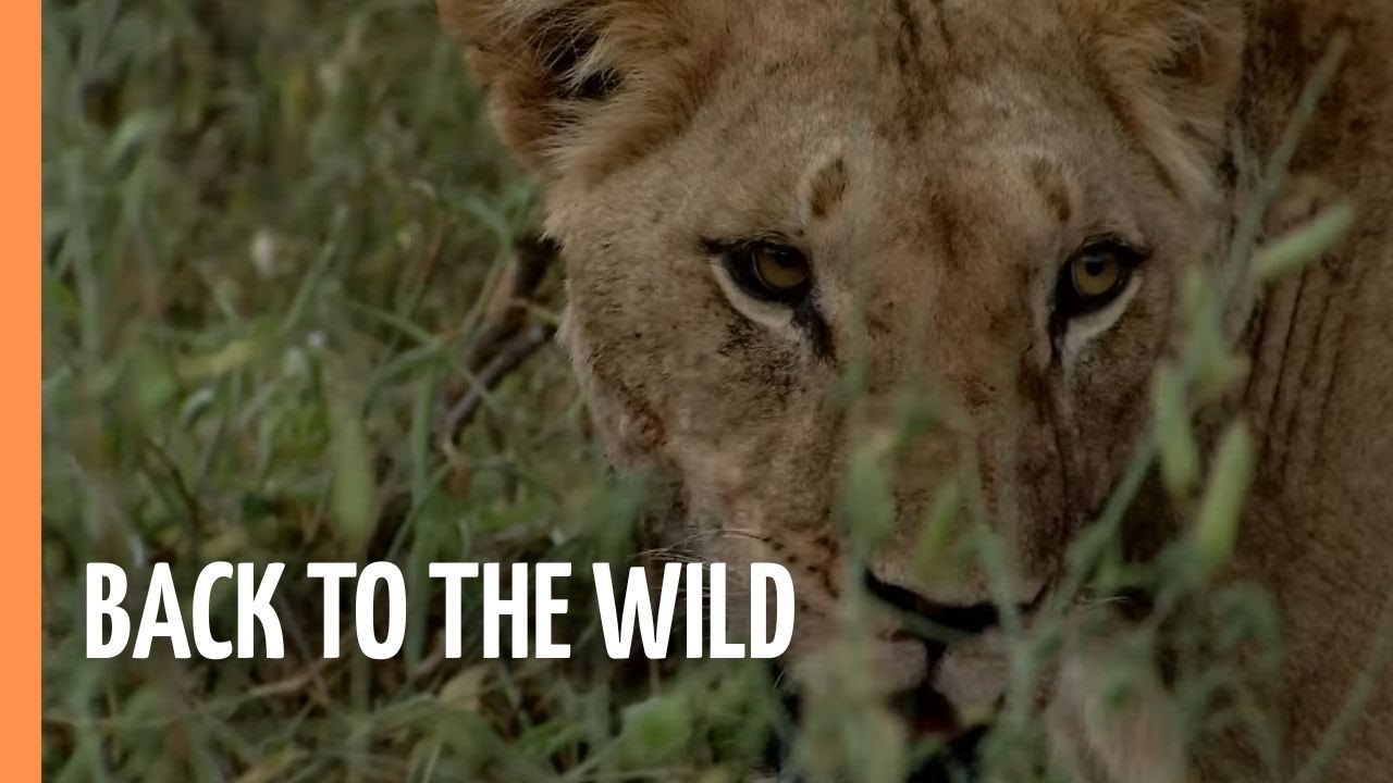 Elephants - Back to the Wild (never before seen footage) | Full Documentary