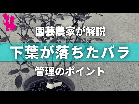 イバラを破壊するにはどうすればよいですか？イバラに対して塩をかけるのは「はい」ですか、「いいえ」ですか？永続的な結果を得るには何に賭けるべきでしょうか?  庭園