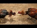 Shamo Aseel Rooster New Fight 2023 Aseel Shamo Japan Aseel Hen Aseelmurga