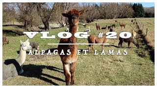preview picture of video 'VLOG #20 - ALPAGAS ET LAMAS '
