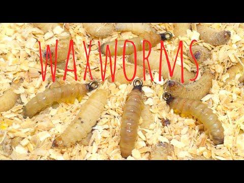 Fly Tying Tutorial - Tying the BEST Waxworm Larva Fly Pattern