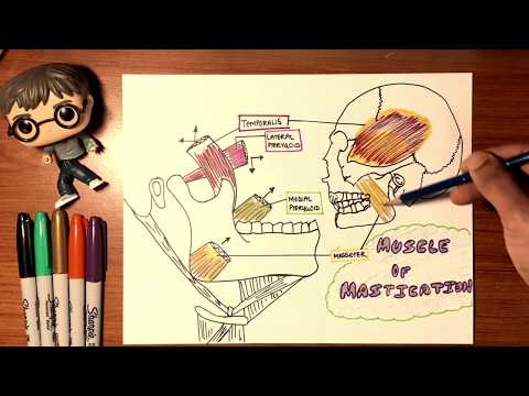 Muscles of Mastication (Anatomy 3) @TTF
