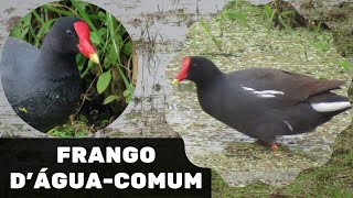 Canto da Galinha dgua, Frango dgua comum, Peituda, Jaan