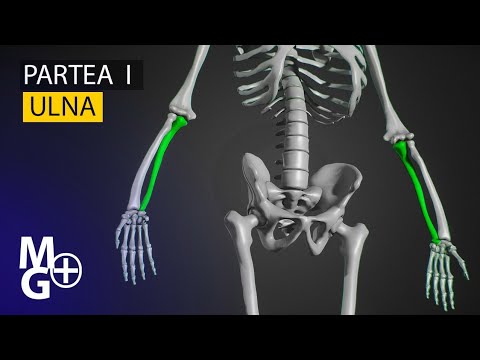 ULNA ( Curs/Prezentare 3D de Anatomie)- partea 1