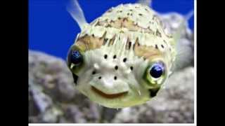 Sweetest Smile by Luce