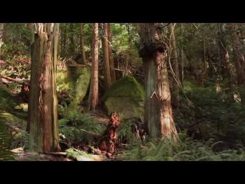 Jonathan Allyn - Evil shredding