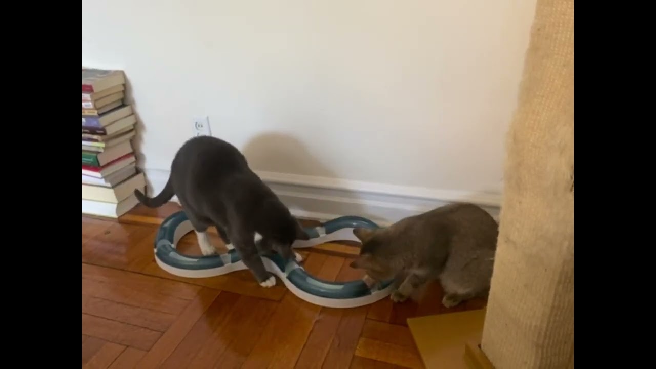 Enlarge Happy and lessie, a ADOPTABLE mixed breed in Brooklyn, NY video 4/4