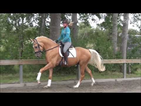 Danger Palomino zum Verkauf