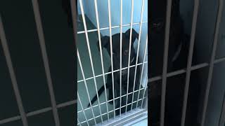 Video preview image #1 German Shepherd Dog-Unknown Mix Puppy For Sale in Pasadena, CA, USA