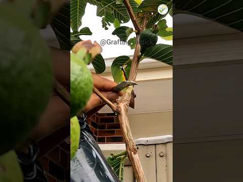 clone a guava tree 🍃 superb technique #graftingtactick #garden #grafting #plantgrafting #marcotting