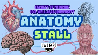 An Overview of Anatomy Stall