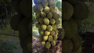 Download lagu This Durian tree bears very abundant and unique fruit #durian #duriantree #fruits mp3