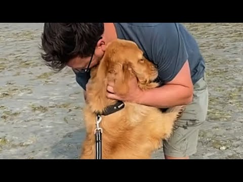 Dog's emotional response to rescue