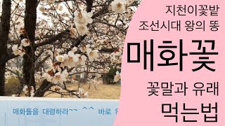 매화 숨은 이야기 | 매화틀 뜻 | 꽃말 유래 | 매화마을 | 매실먹는법 | 매실효능