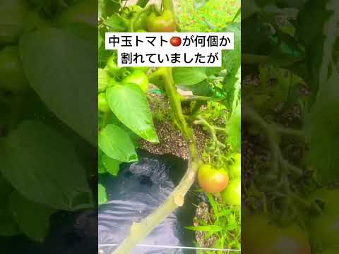  1つの植物からたくさんのトマトを得るにはどうすればよいですか？美しく豊かな収穫を楽しむための 5 つのシンプルだが効果的なヒント  庭園