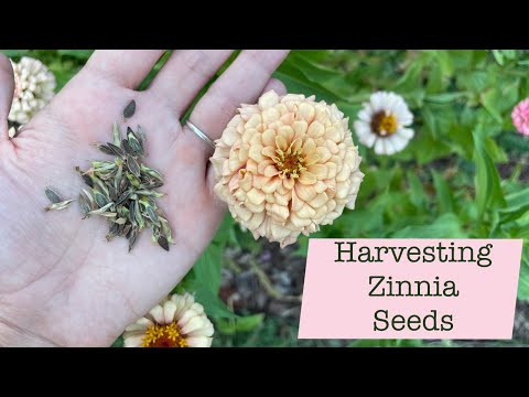 How to Harvest Zinnia Seeds