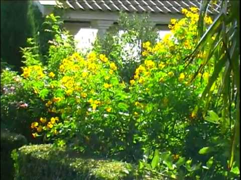 Kübel-Empfehlung Cassia / Gewürzrinde