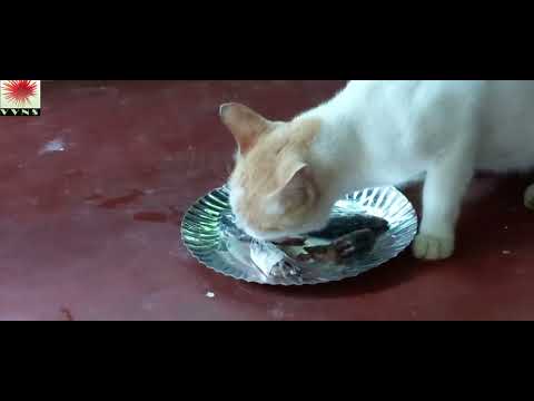 Cats Eating Raw Fish | Cat Videos | Cat Eating Videos | Best Cat Videos