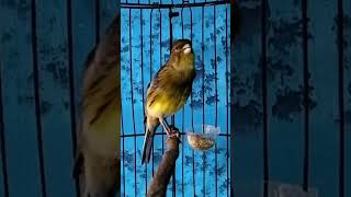 Download lagu KENARI malas bunyi, Terapi untuk kenari masteran canary #canarysingtraining #kanareyka #canário mp3