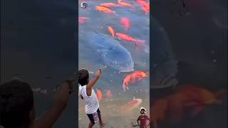 Download lagu Nekat!!! Anak kecil menjala Ikan mas jumbo di kolam #shorts #fishing mp3