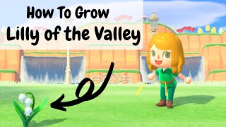 How To Grow A Lilly Of The Valley | Animal Crossing New Horizon Game Play Tutorial!