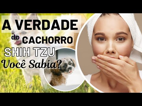 Revelado! A Verdade Sobre a Raça de Cachorro Shih Tzu Que Você Não Sabia