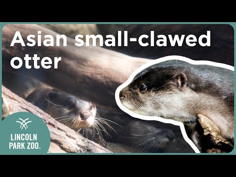 Vydrička malá (Aonyx cinereus) — video o chove a starostlivosti