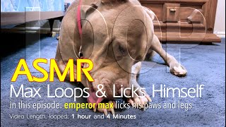 Max Loops | 1 hr of Licking Himself | ASMR DOG LOOPING | No Talking