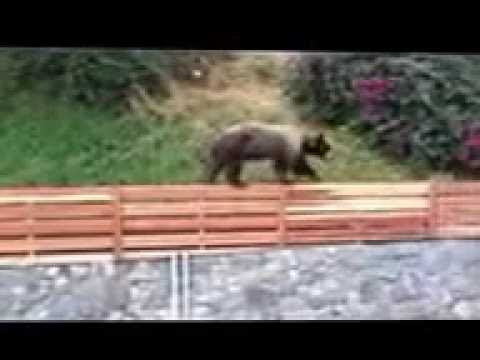 WoodFenceExpert.com video.