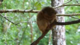 preview picture of video 'Travel: Tarsiers of Bohol'