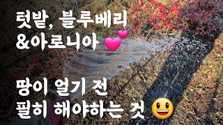 텃밭, 블루베리&아로니아 