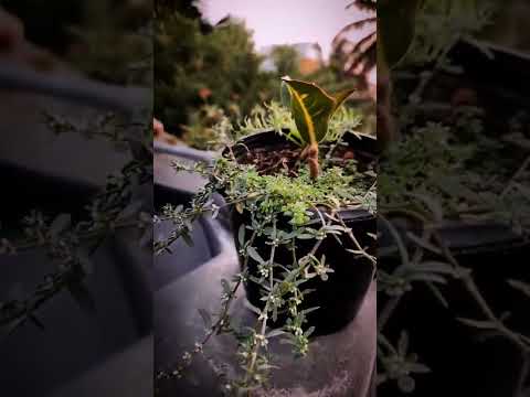 tiny weed plant