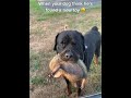 The Dog Came Home With A New Friend Funnydog Funnyvideos Funny Dog Foryou Usa Fyp