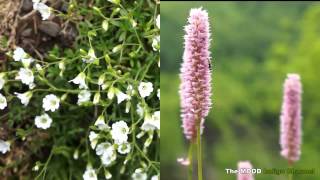 Thankful N' Thoughful