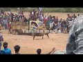 Jallikattu Manjuvirattu Shortvideo Tamilanmedia Comedy Trending Videos Funnyvideos