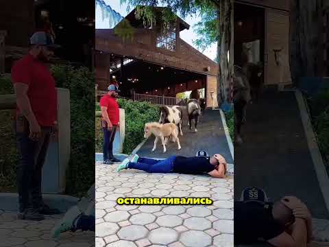 Этот парень хотел проверить, насколько умны его лошади 🤔