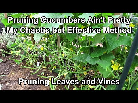 , title : 'How to Prune Cucumber Plants with Leaf & Vine Examples: Principles and Purpose... Not Perfection'