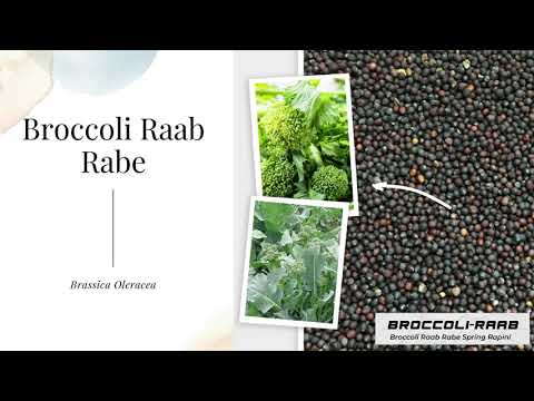 , title : 'Broccoli Raab Rabe Rapini Organic Garden Heirloom Non GMO Vegetable Seeds'