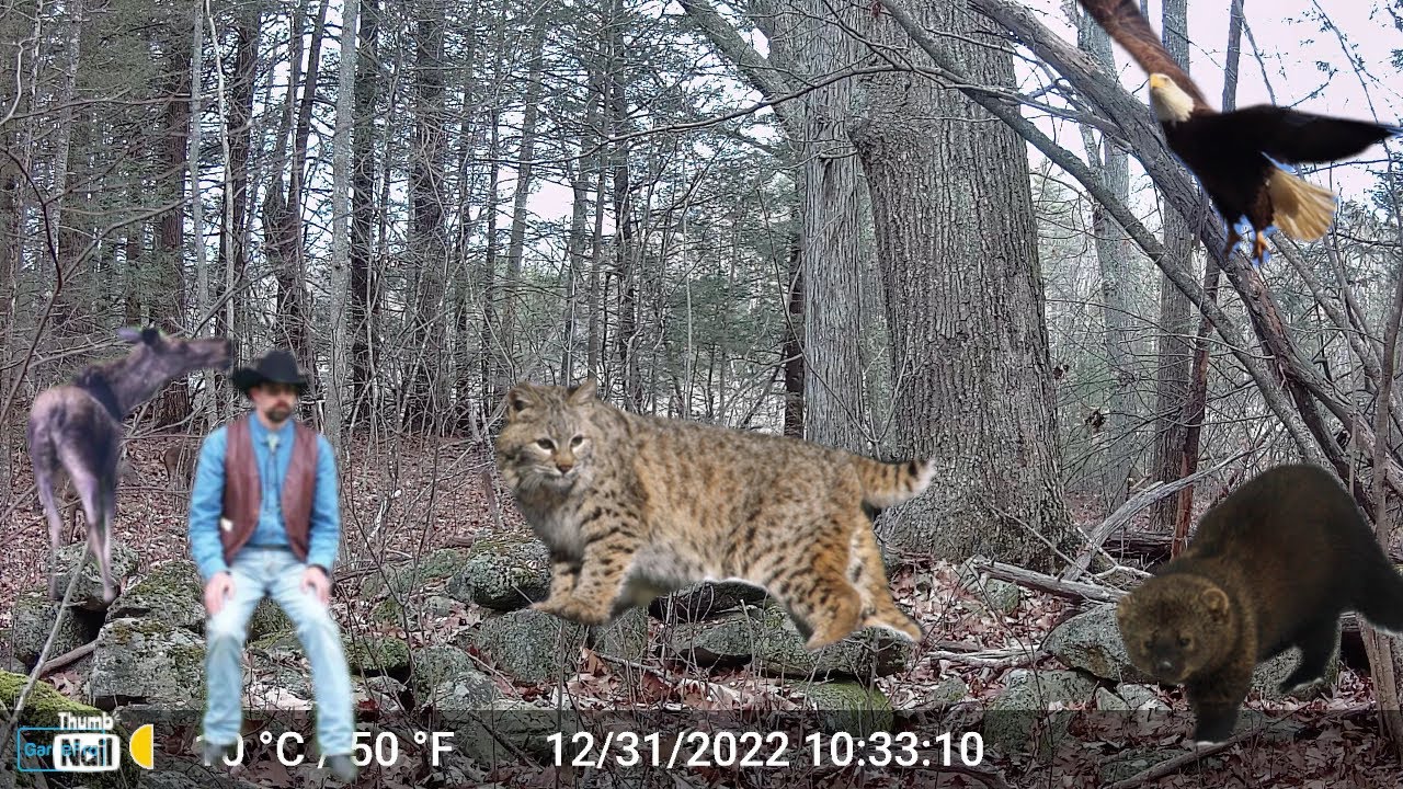 I left a camera to watch this rock wall: here’s what it SAW.